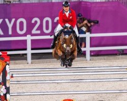 jumper Forewer (Czech Warmblood, 2011, from Caruso 279)