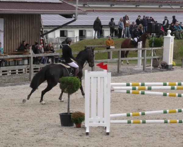 Reitturnier Honsolgen-Buchloe/Schw. 2024