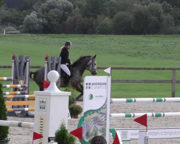 Reitturnier Honsolgen-Buchloe/Schw. 2024