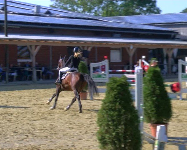 Reitturnier Laer 2024