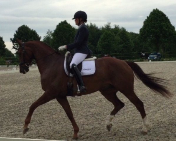 Pferd Comte du Baccara C (KWPN (Niederländisches Warmblut), 2009, von Glock's Johnson Tn)