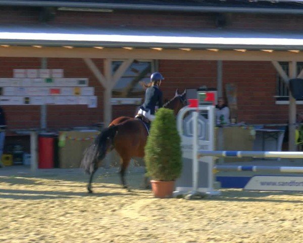 Reitturnier Laer 2024