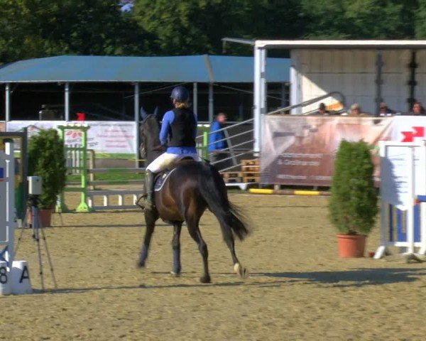 Reitturnier Laer 2024
