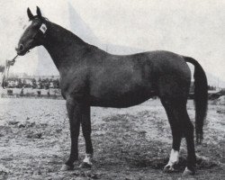 broodmare Allernetteste (Mecklenburg, 1945, from Allard)