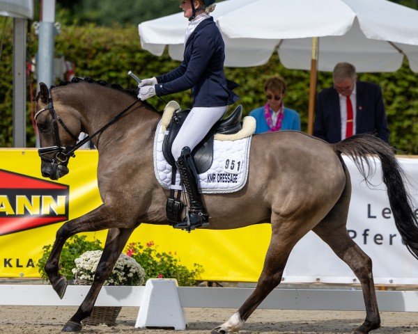 dressage horse Dark Ghost AT (German Riding Pony, 2020, from Dating AT NRW)