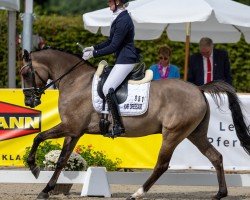 dressage horse Dark Ghost AT (German Riding Pony, 2020, from Dating AT NRW)