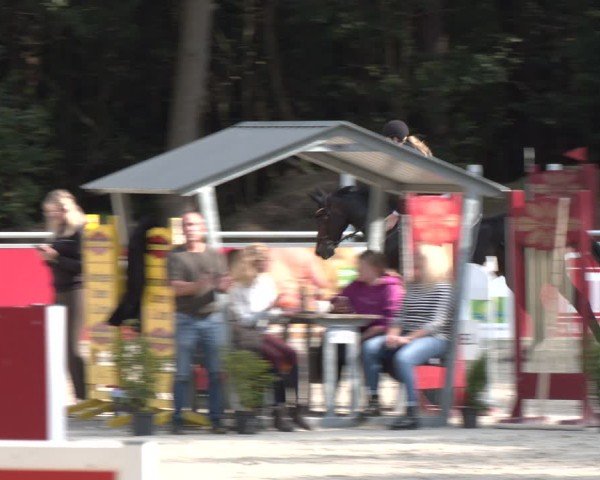 Reitturnier Dörpen 2024