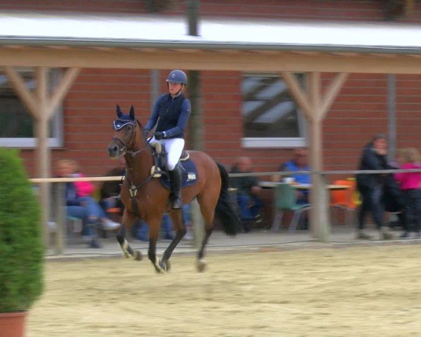 Reitturnier Laer 2024
