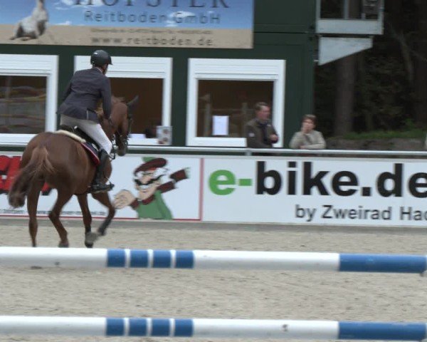 Reitturnier Dörpen 2024