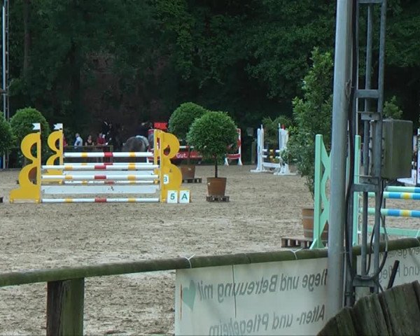 Lippische Reiterspiele 2013 Springen