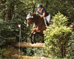 dressage horse Lontano 9 (Oldenburg, 2009, from Licotus)