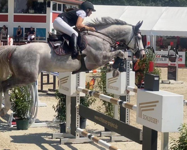 Springpferd Attack van't Koningshof (Zangersheide Reitpferd, 2017, von Aganix du Seigneur)