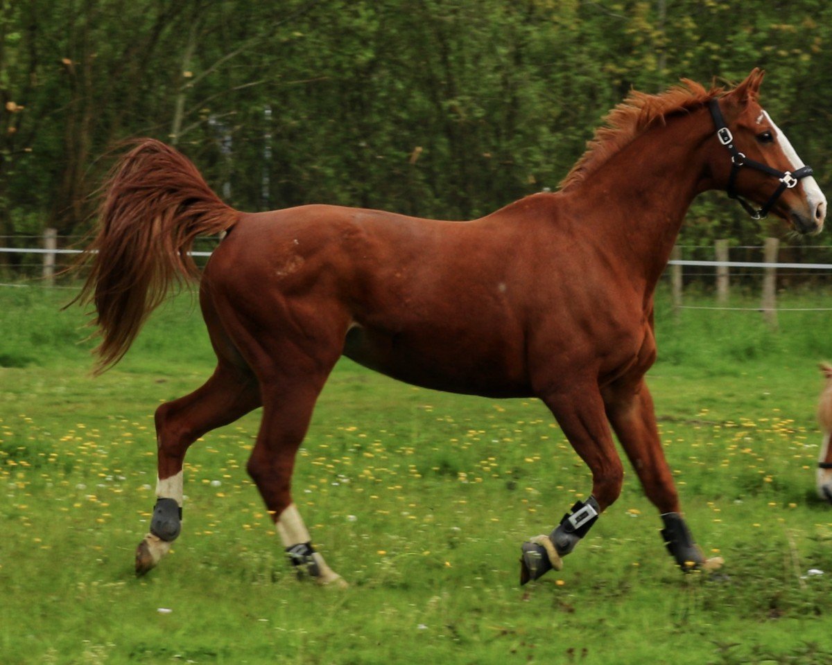 dressage horse Fly Boy (Westphalian, 2005, from For Pleasure)
