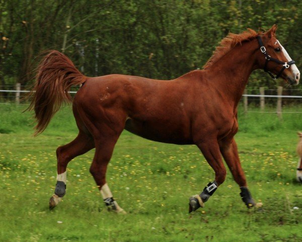 dressage horse Fly Boy (Westphalian, 2005, from For Pleasure)