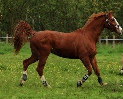 dressage horse Fly Boy (Westphalian, 2005, from For Pleasure)