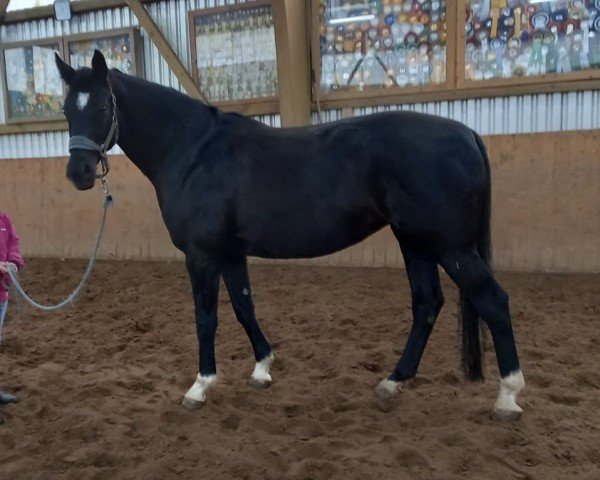 Dressurpferd Dark Present 2 (Hannoveraner, 2011, von Don Frederico)