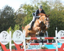 jumper Messil (German Sport Horse, 2013, from Messenger)