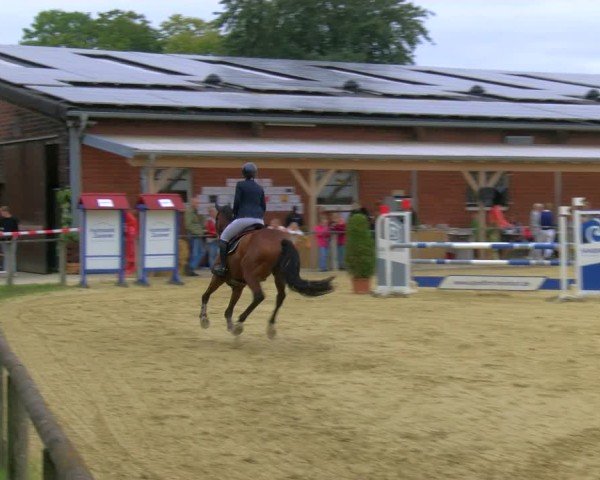 Reitturnier Laer 2024