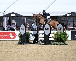 jumper Diamant's Sunshine (Oldenburg show jumper, 2018, from Diamant de Semilly)