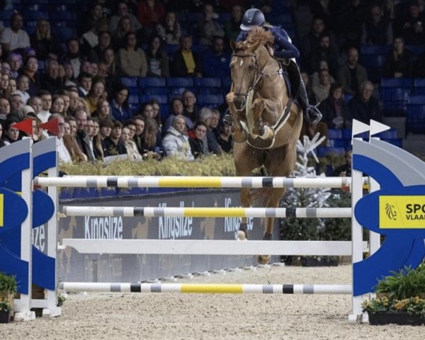 Springpferd Saido (Zangersheide Reitpferd, 2013, von Skill Z)
