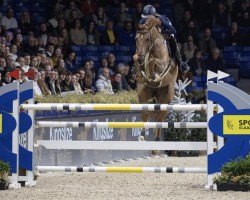 jumper Saido (Zangersheide riding horse, 2013, from Skill Z)