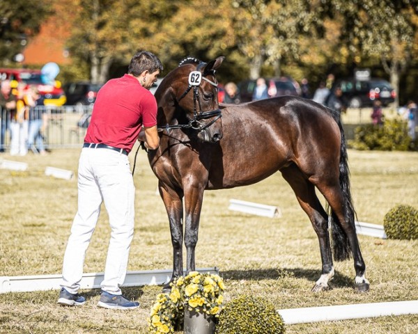 broodmare Holly Golightly (German Riding Pony, 2020, from Dance Star AT NRW)