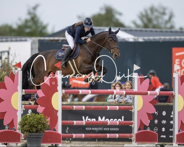 Springpferd Orchidee II Van de tombeele (Belgisches Warmblut, 2014, von I'm Special de Muze)