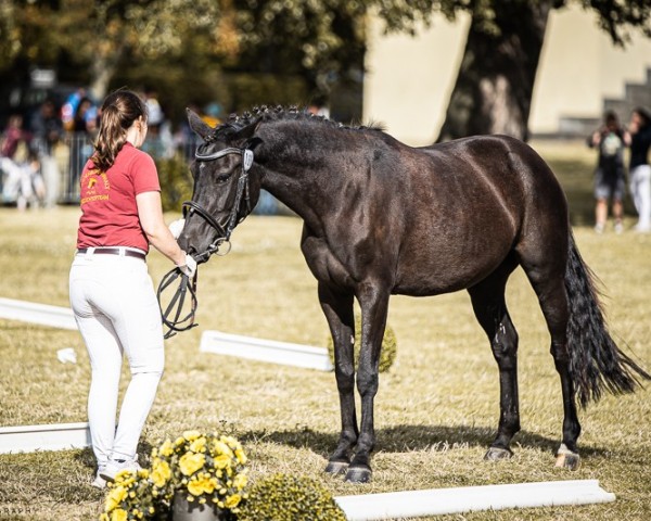 Zuchtstute Leah (Deutsches Reitpony, 2021, von Nomax)