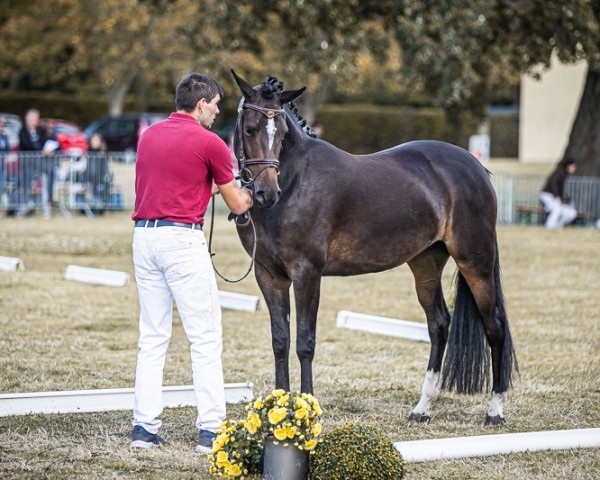 broodmare Ballerina von der Börde (German Riding Pony, 2021, from Neverland WE)