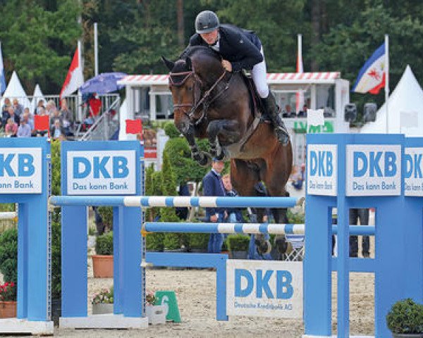 stallion Campitello (Oldenburg show jumper, 2011, from Cador 5)