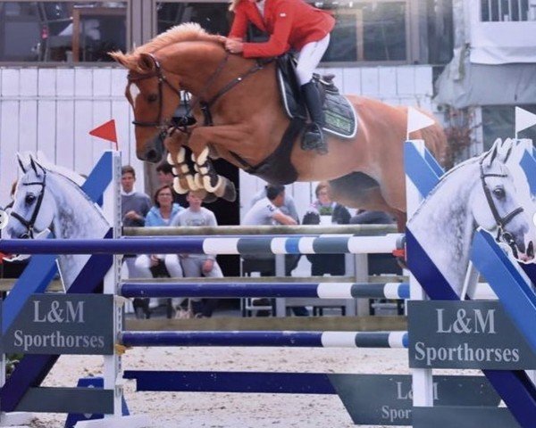 Springpferd Hennessey vd Padenborre (Belgisches Warmblut, 2007, von Quidam de Revel)