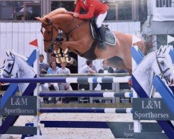 jumper Hennessey vd Padenborre (Belgian Warmblood, 2007, from Quidam de Revel)