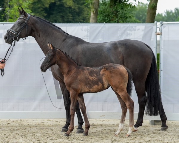 horse Belana Eclair LM (Westphalian, 2024, from Be my Dancer)