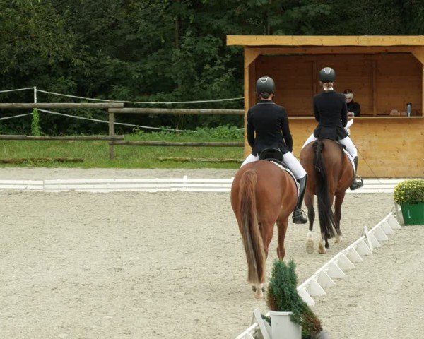 Reitturnier Ditzingen 2024