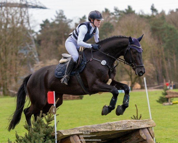 Springpferd Contesto (Westfale, 2019, von Conteur)