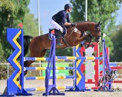 Springpferd Celeste Wr (Deutsches Sportpferd, 2011, von Century)