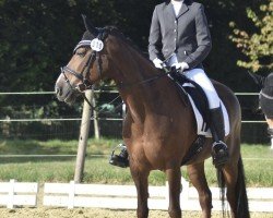 dressage horse Kim 355 (Pony without race description, 2006)