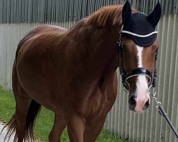 Pferd Famous Dancer (Hannoveraner, 2018, von Farbenspiel)