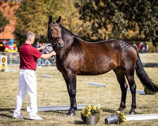 broodmare Amelie 164 (Sachs-door. Heavy Warmbl., 2018, from Elbcapitän)