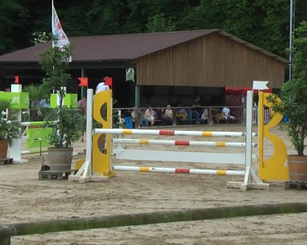 Lippische Reiterspiele 2013 Springen