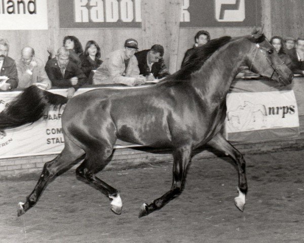 stallion Saporos ox (Arabian purebred, 1991, from Saoud van Jonker ox)