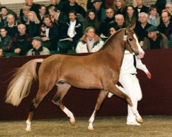 dressage horse Boy (Nederlands Rijpaarden en Pony, 1998, from Byran)