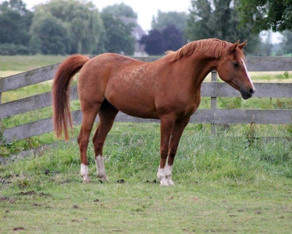 broodmare Jasmin V (Nederlands Rijpaarden en Pony, 1993, from Nucari) broodmare Jasmin V (Nederlands Rijpaarden en Pony, 1993, from Nucari)
