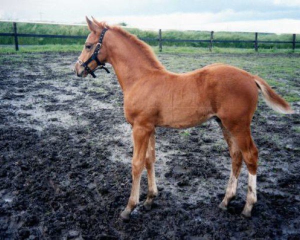 horse Ultimo 95 (Westphalian, 1994, from Unibos xx)