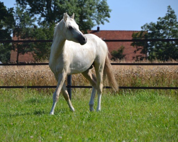 horse Dorado (German Riding Pony, 2023, from Dancing Snowflake)