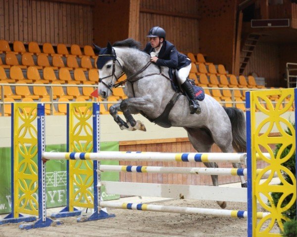 Springpferd Werika (Belgisches Warmblut, 2012, von Zirocco Blue)