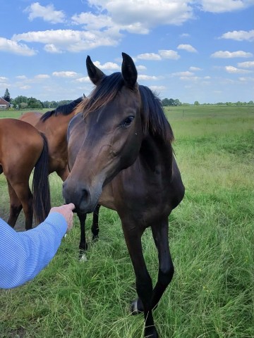 horse Stute von United Touch S / Casaltino (Holsteiner, 2022, from United Touch S)