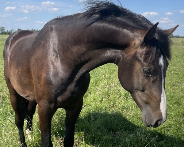 horse Hengst von Nerrado / Centurion (Holsteiner, 2022, from Nerrado)