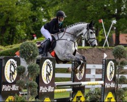 jumper San Salvador R (German Warmblood, 2016, from Shalom D'Altenbach)