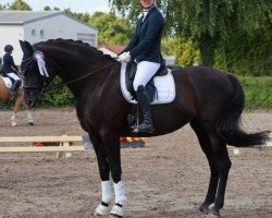 Dressurpferd Fantasia 142 (Oldenburger, 2015, von Finest)